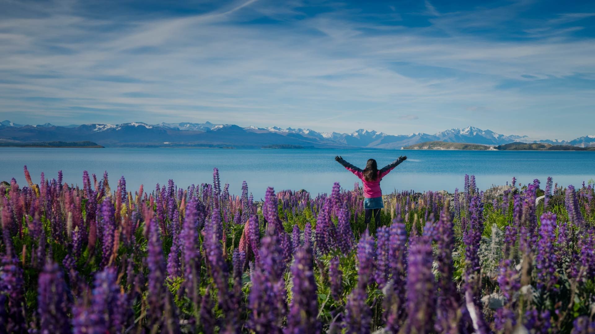 Woman standing amongst lupins on the shore of Lake Tekapo in New Zealand