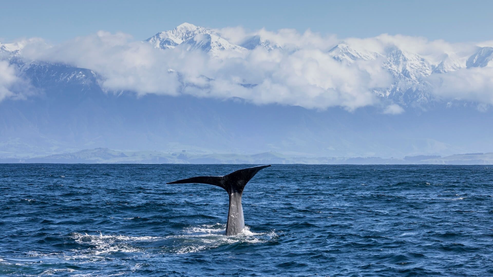 Fin of a whale in Kaikoura New Zealand on a whale watching tour in winter.,