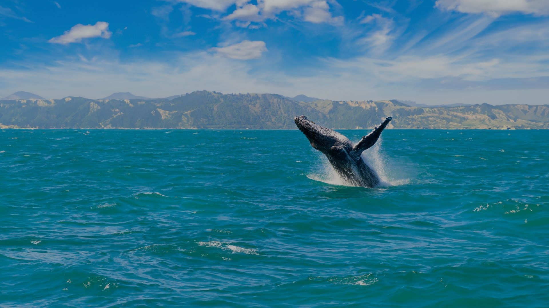 Whale breaching the surface in Kaikoura