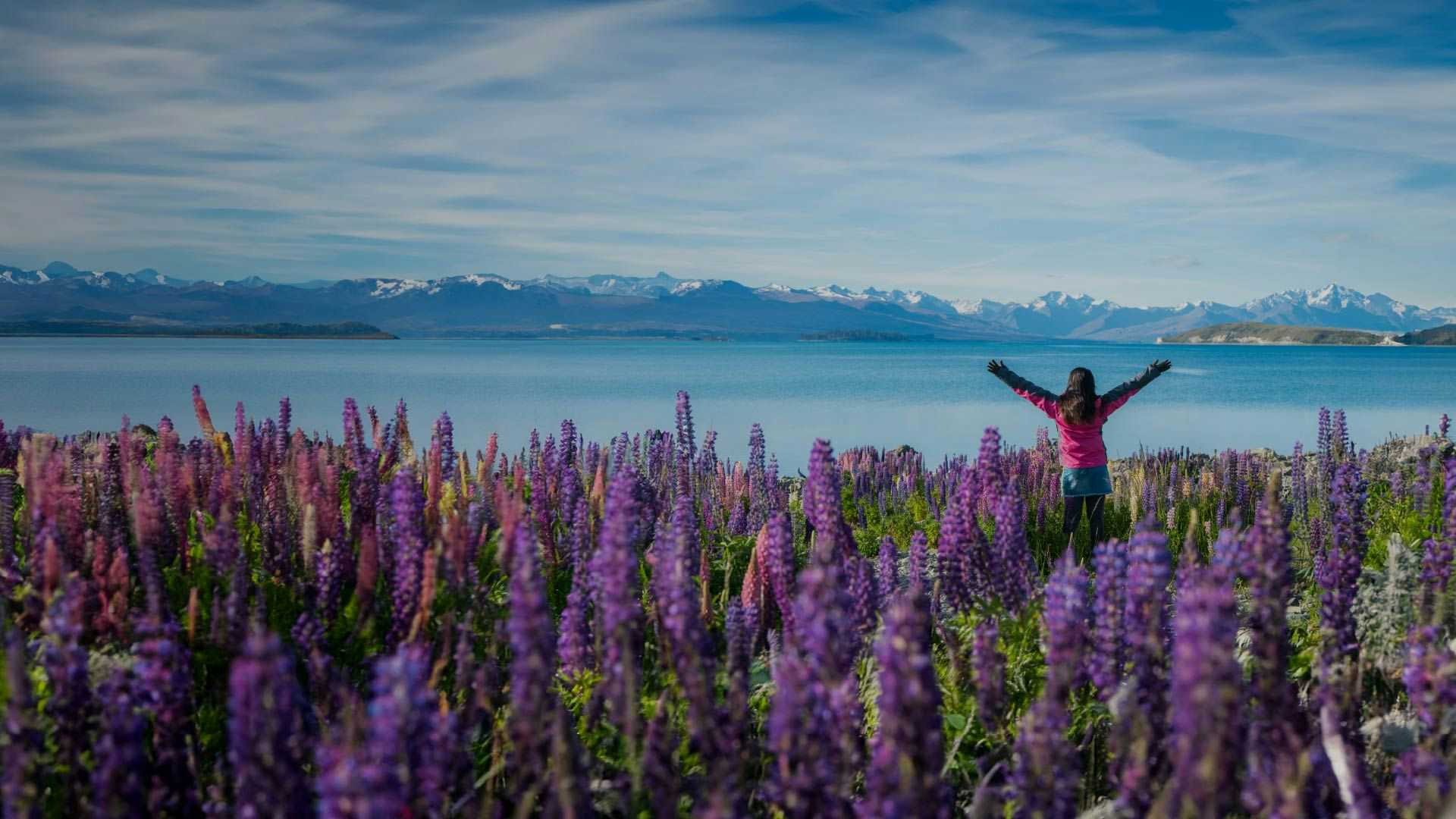 Woman standing among the lupin flowers next to Lake Tekapo in New Zealand