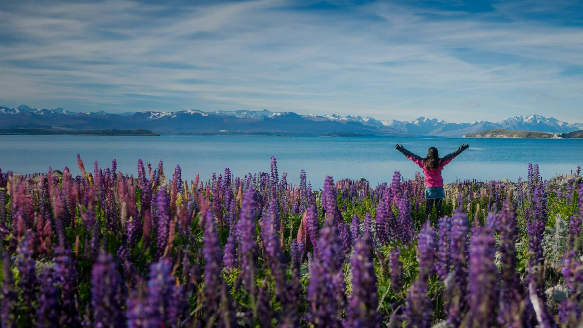 Woman standing among the lupin flowers next to Lake Tekapo in New Zealand