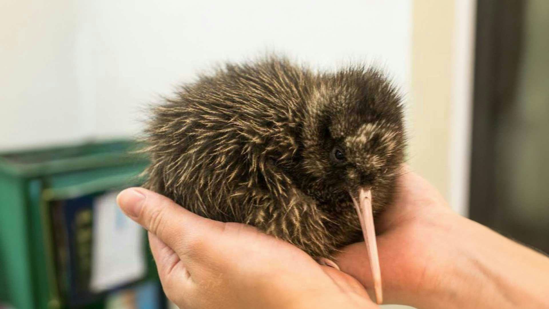 Person holding a kiwi bird