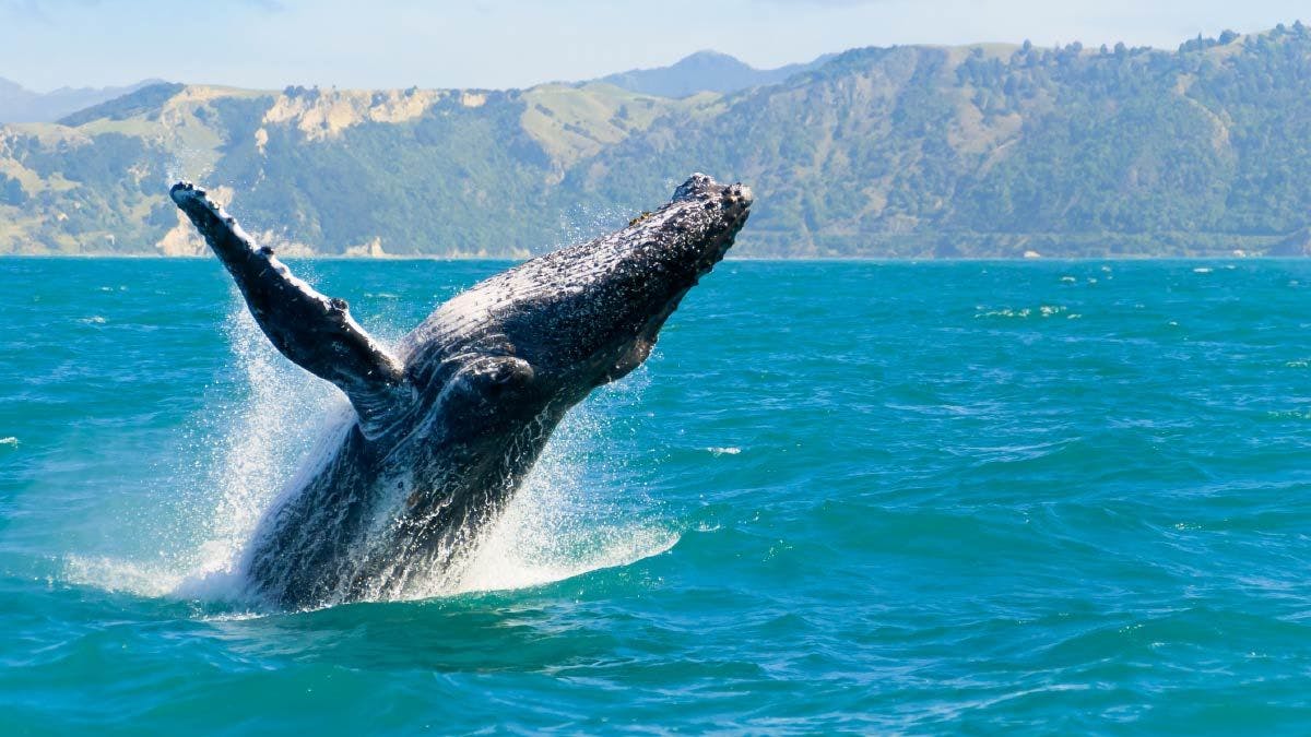 Whale breaches the water in Kaikoura
