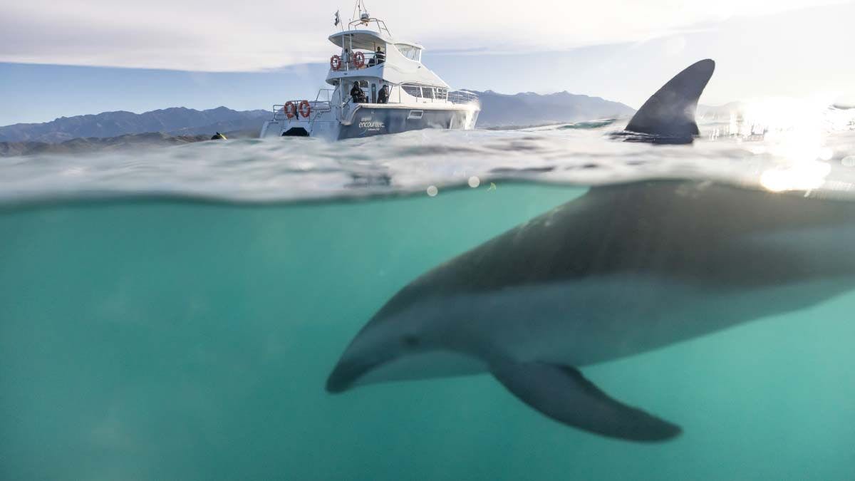 Dolphin swimming next to a boat in Kaikoura